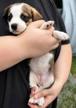 Philly -  Bluetick Coonhound Dog for Adoption in Colorado Springs, Colorado - Philly | PetCurious