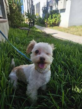 Rubi -  Maltese Dog for Adoption - Rubi | PetCurious