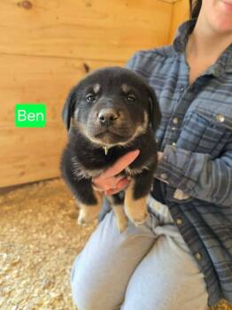 Shepherd Dogs Available for Adoption in Woodstock, Ontario - Ben | PetCurious