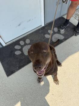 Milford -  Labrador Retriever Dog for Adoption in Evansville, Indiana - Milford | PetCurious