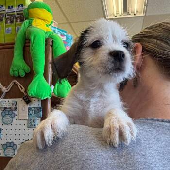 Nutmeg -  Rat Terrier and Mixed Breed Dog for Adoption in Webster, Texas - Nutmeg | PetCurious