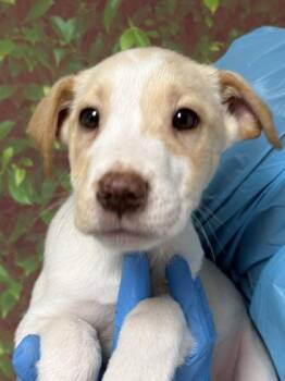 Labrador Retriever and Mixed Breed Dogs Available for Adoption - Opie | PetCurious