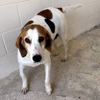 Mixed Breed Dogs Available for Adoption in Loxahatchee Groves, Florida - Ruby 8945 | PetCurious