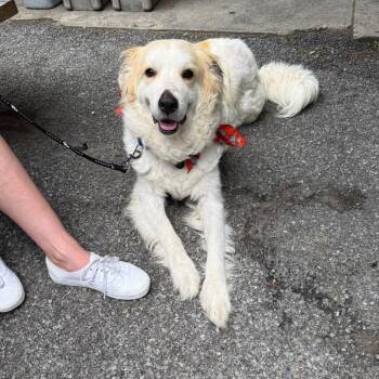 Bonnie -  Great Pyrenees Dog for Adoption in New York, New York - Bonnie | PetCurious