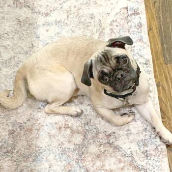 Pug Dogs Available for Adoption in Lewisville, Texas - Carina Dee | PetCurious
