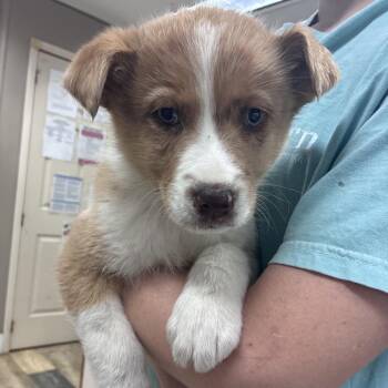 Australian Shepherd and Mixed Breed Dogs Available for Adoption - NY Kurt Russell Avail Mar 21 (Tractor Supply Patterson NY) | PetCurious