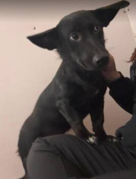Zoey -  Mixed Breed Dog for Adoption in Athens, Ontario - Zoey | PetCurious