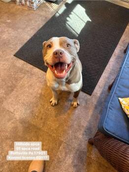 Pit Bull Terrier Dogs Available for Adoption - Daisy | PetCurious