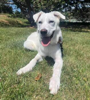 Dipity -  Labrador Retriever Dog for Adoption in Elmsford, New York - Dipity | PetCurious