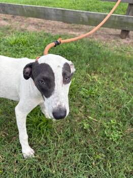Jackson -  Terrier Dog for Adoption in Wauchula, Florida - Jackson | PetCurious
