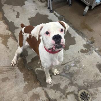 Hay Ride -  Boxer Dog for Adoption in Corbin, Kentucky - Hay Ride | PetCurious