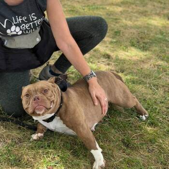 Petunia -  American Staffordshire Terrier Dog for Adoption in St. Peters, Missouri - Petunia | PetCurious