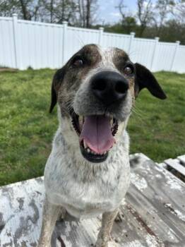 Hound and Mixed Breed Dogs Available for Adoption in Osage Beach, Missouri - Forrest | PetCurious