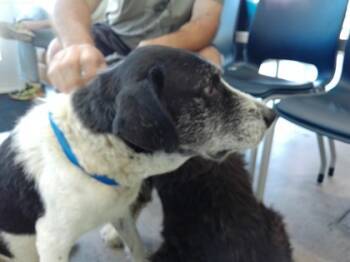 Rescue Border Collie and Mixed Breed Dogs for Adoption in Fort Worth, Texas - 59704100 | PetCurious