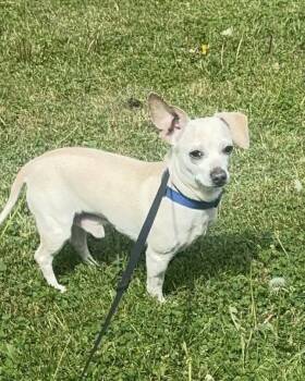 Chihuahua Dogs Available for Adoption in Germantown, Ohio - Radar Max | PetCurious