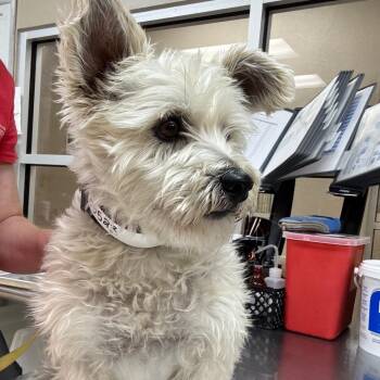 West Highland White Terrier Westie Dogs Available for Adoption in Birmingham, Alabama - Cesar | PetCurious