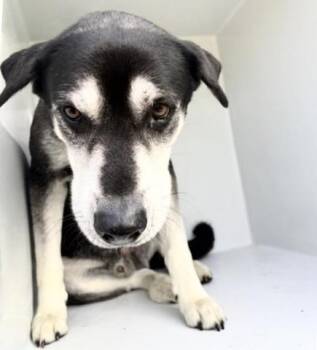 A658301 -  German Shepherd Dog and Husky Dog for Adoption in Houston, Texas - A658301 | PetCurious