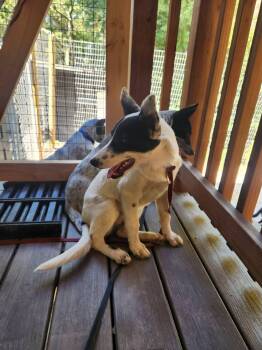 Porsche -  Australian Cattle Dog Blue Heeler and Border Collie Dog for Adoption in Paso Robles, California - Porsche | PetCurious