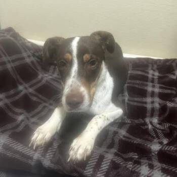 Bark Twain -  Mixed Breed Dog for Adoption in Davenport, Iowa - Bark Twain | PetCurious