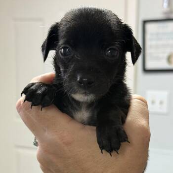 Lemon Custard -  Mixed Breed Dog for Adoption in Columbia, South Carolina - Lemon Custard | PetCurious