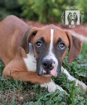 Warlock -  Boxer Dog for Adoption in Omaha, Nebraska - Warlock | PetCurious
