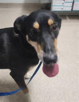 Rescue German Shepherd Dog and Siberian Husky Dogs for Adoption in Thousand Oaks, California - Peanut -- URGENT! LONGTIME RESIDENT!! | PetCurious