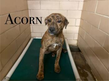 Rescue Mixed Breed Dogs for Adoption in Craig, Colorado - Acorn | PetCurious