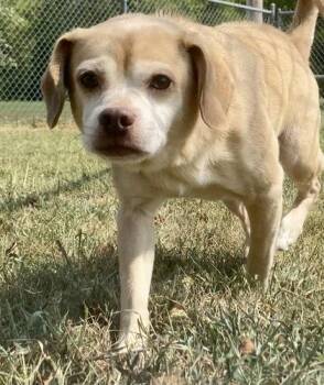 Roscoe -  Pug Dog for Adoption in Glasgow, Kentucky - Roscoe | PetCurious