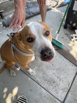 Rescue Pit Bull Terrier Dogs for Adoption in Villa Park, California - Penny (courtesy Post) | PetCurious