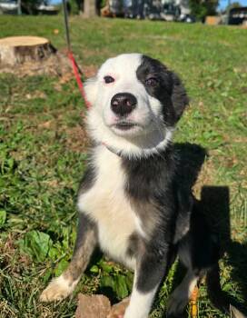 Augie -  Border Collie Dog for Adoption in Springfield, Illinois - Augie | PetCurious