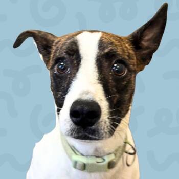 Bongo -  Jack Russell Terrier and Mixed Breed Dog for Adoption in Reno, Nevada - Bongo | PetCurious