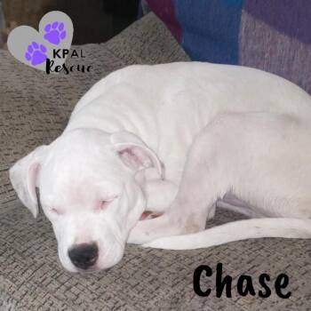 Mixed Breed Dogs Available for Adoption - Chase - Cops & Robbers Litter | PetCurious