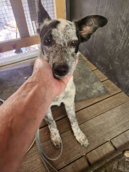 Shelby -  Australian Cattle Dog Blue Heeler and Border Collie Dog for Adoption in Paso Robles, California - Shelby | PetCurious