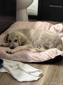 Great Pyrenees and Mixed Breed Dogs Available for Adoption in Warrenton, Missouri - Ikon | PetCurious