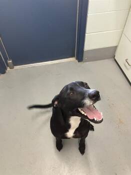 OREO -  Labrador Retriever Dog for Adoption in Corpus Christi, Texas - OREO | PetCurious