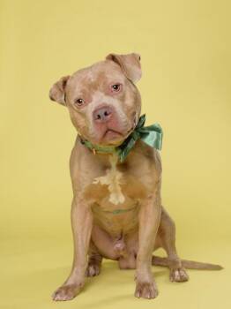 Dill -  Mixed Breed Dog for Adoption in Atlanta, Georgia - Dill | PetCurious