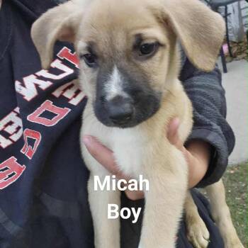 Rescue Mixed Breed Dogs for Adoption in Tomah, Wisconsin - Micah | PetCurious