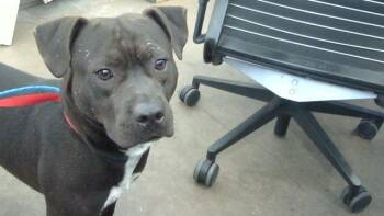 FEDERICO -  Mixed Breed Dog for Adoption in Dallas, Texas - FEDERICO | PetCurious
