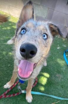 Bobby -  Catahoula Leopard Dog and Collie Dog for Adoption in Sedalia, Colorado - Bobby | PetCurious