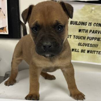 Rescue Labrador Retriever and Pit Bull Terrier Dogs for Adoption in Parrish, Alabama - Rick | PetCurious