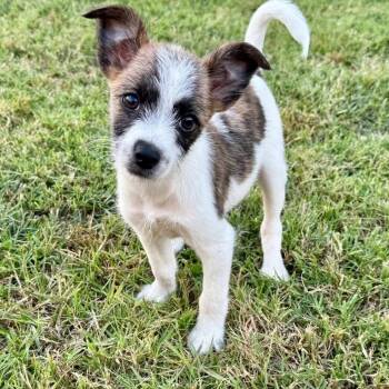 Terrier and Mixed Breed Dogs Available for Adoption in Baton Rouge, Louisiana - Twix | PetCurious