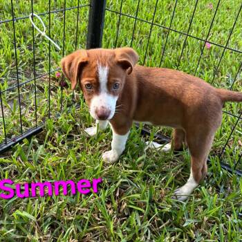 Summer -  Australian Shepherd and Mixed Breed Dog for Adoption in Blairstown, New Jersey - Summer | PetCurious