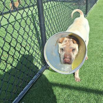 Crosby Crinkles 4427 -  Shar Pei and None Dog for Adoption in Loxahatchee Groves, Florida - Crosby Crinkles 4427 | PetCurious