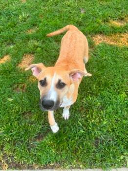 Reverie -  Mixed Breed Dog for Adoption in Taycheedah, Wisconsin - Reverie | PetCurious