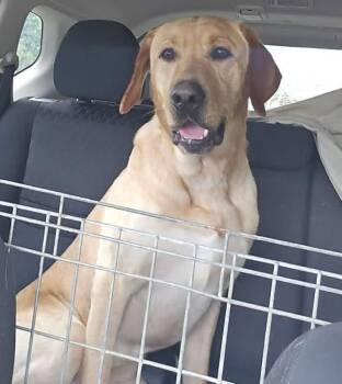 Abel -  Labrador Retriever Dog for Adoption in Elkton, Maryland - Abel | PetCurious