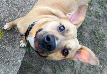 Rescue American Staffordshire Terrier Dogs for Adoption in Dallas, Texas - Gino | PetCurious