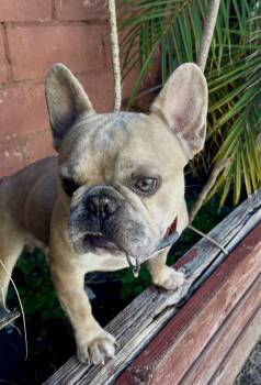 French Bulldog Dogs Available for Adoption in Los Angeles, California - Ace | PetCurious