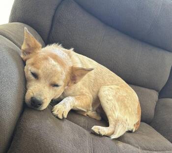 Ruger -  Australian Cattle Dog Blue Heeler Dog for Adoption in Glendale, Arizona - Ruger | PetCurious