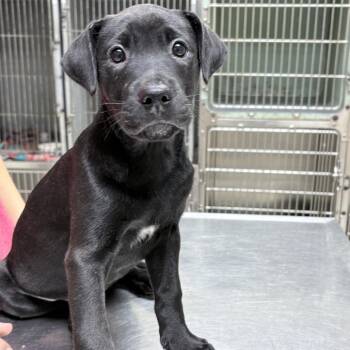 Helen-4312 -  Mixed Breed Dog for Adoption in Tyler, Texas - Helen-4312 | PetCurious