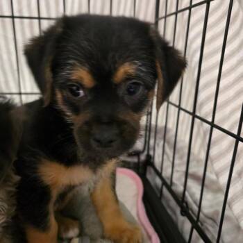 Maltese and Poodle Dogs Available for Adoption - Queso | PetCurious